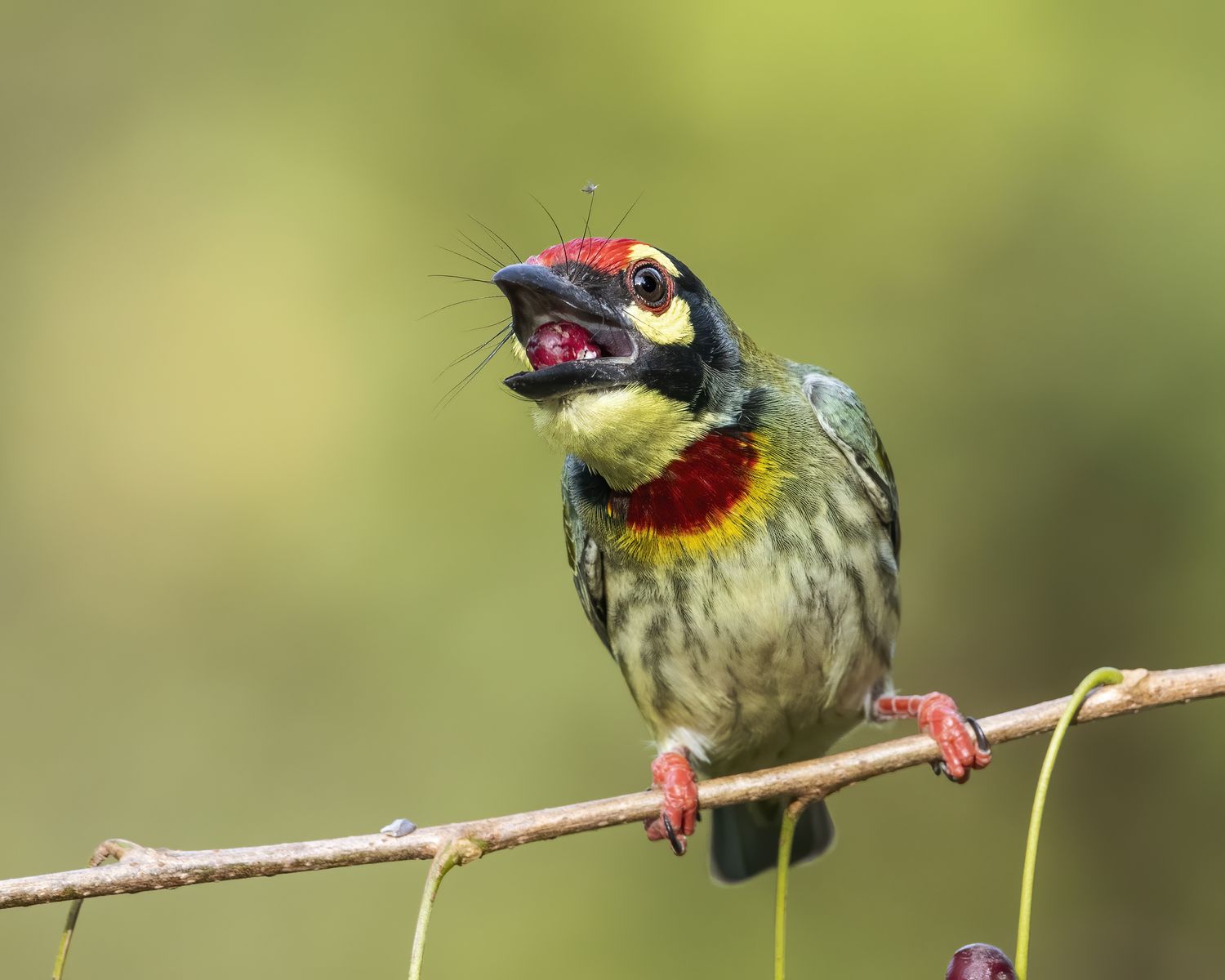Birds 185