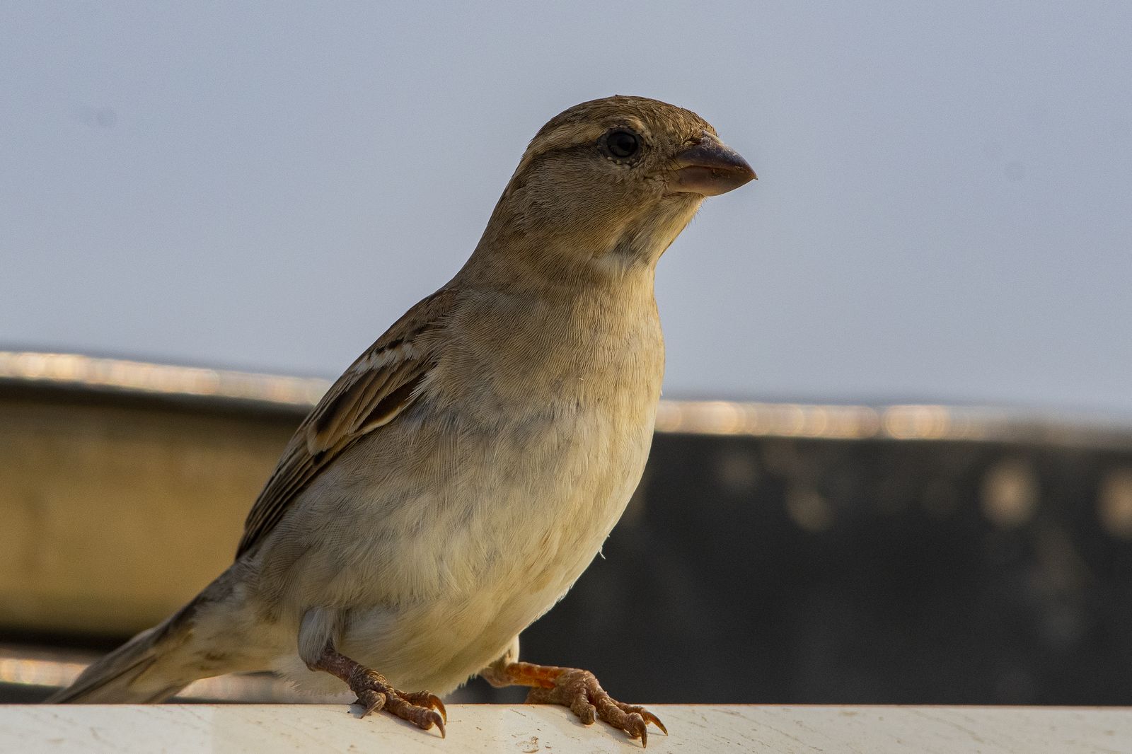 Birds 196