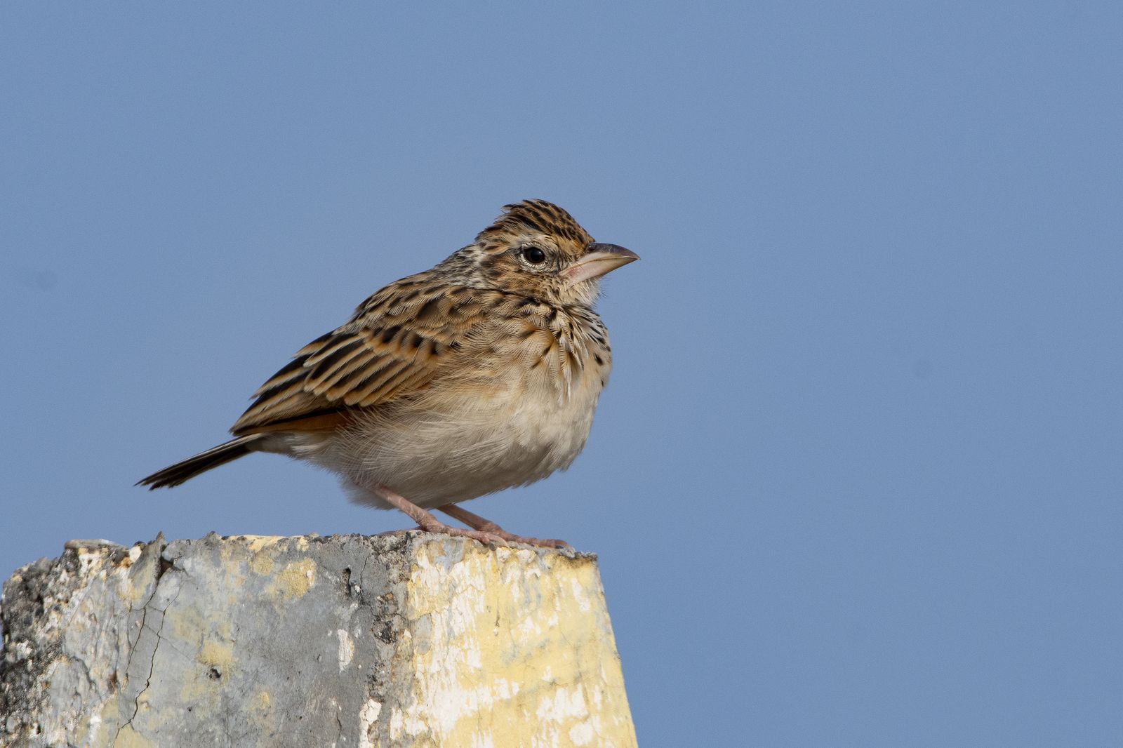 Birds 200