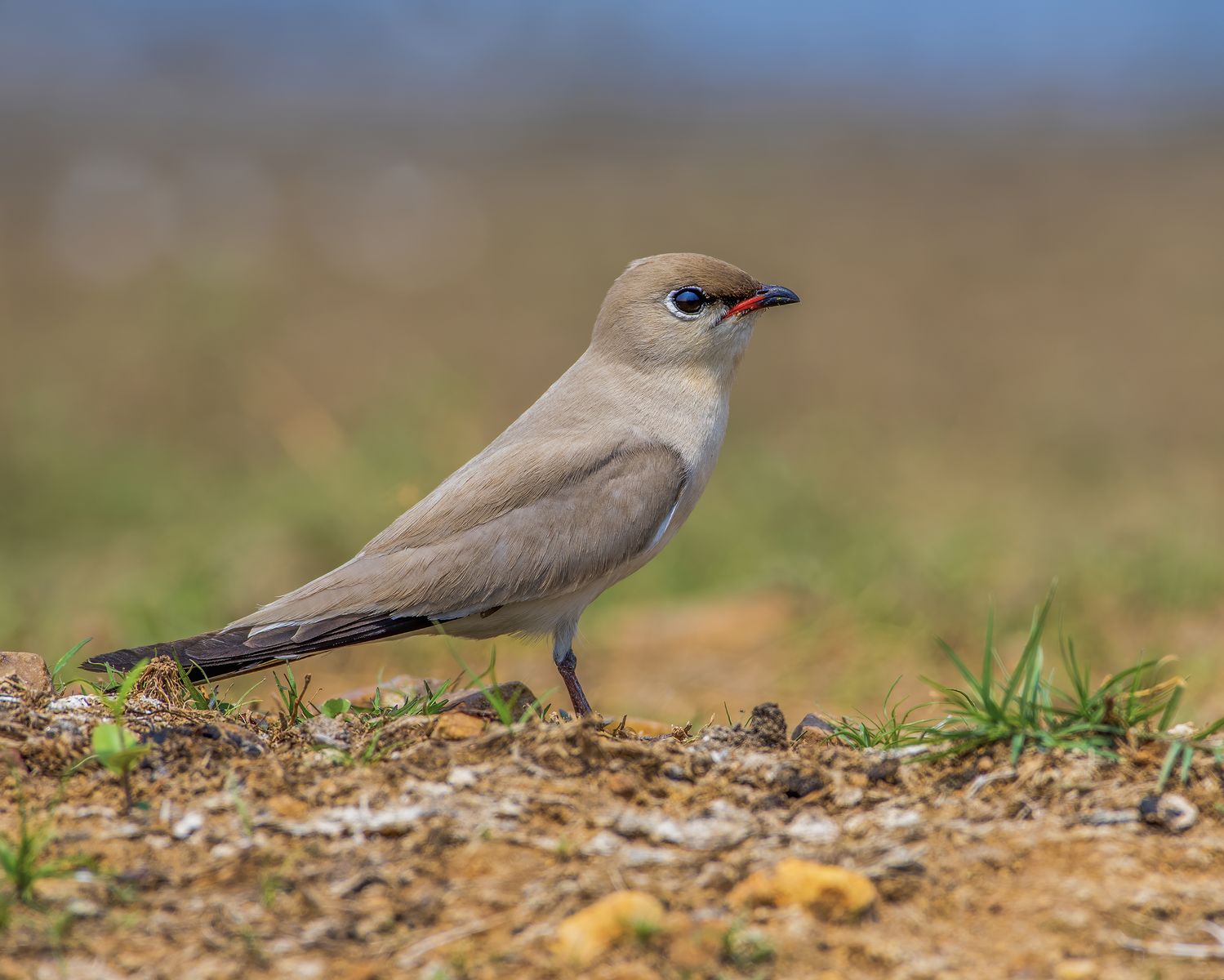 Birds 201
