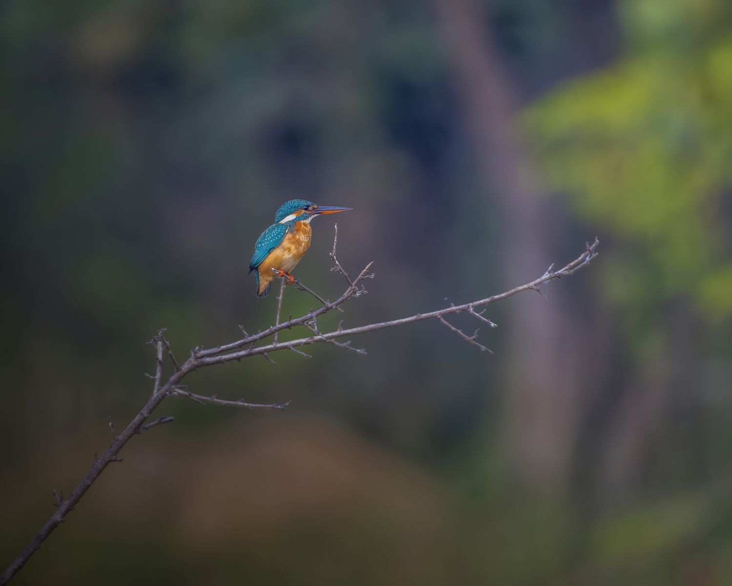 Birds 203