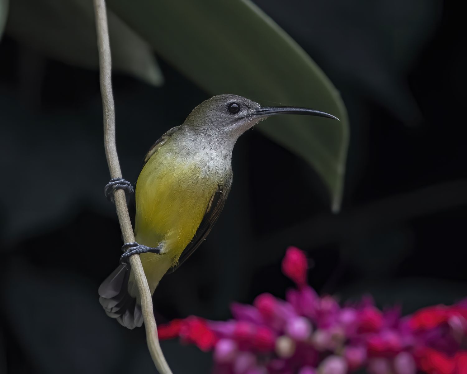 Birds 204