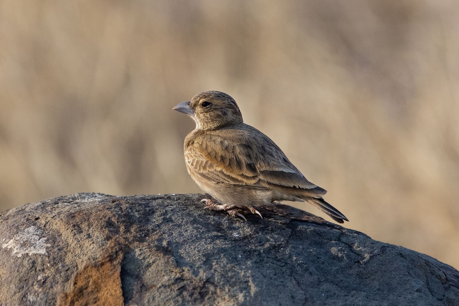 Birds 205