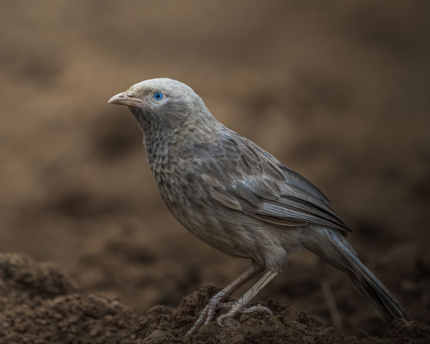 Birds 206