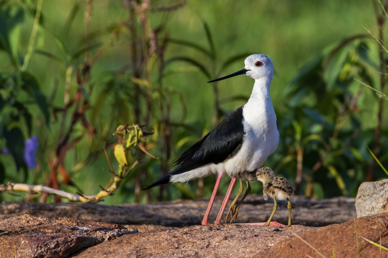 Birds 207
