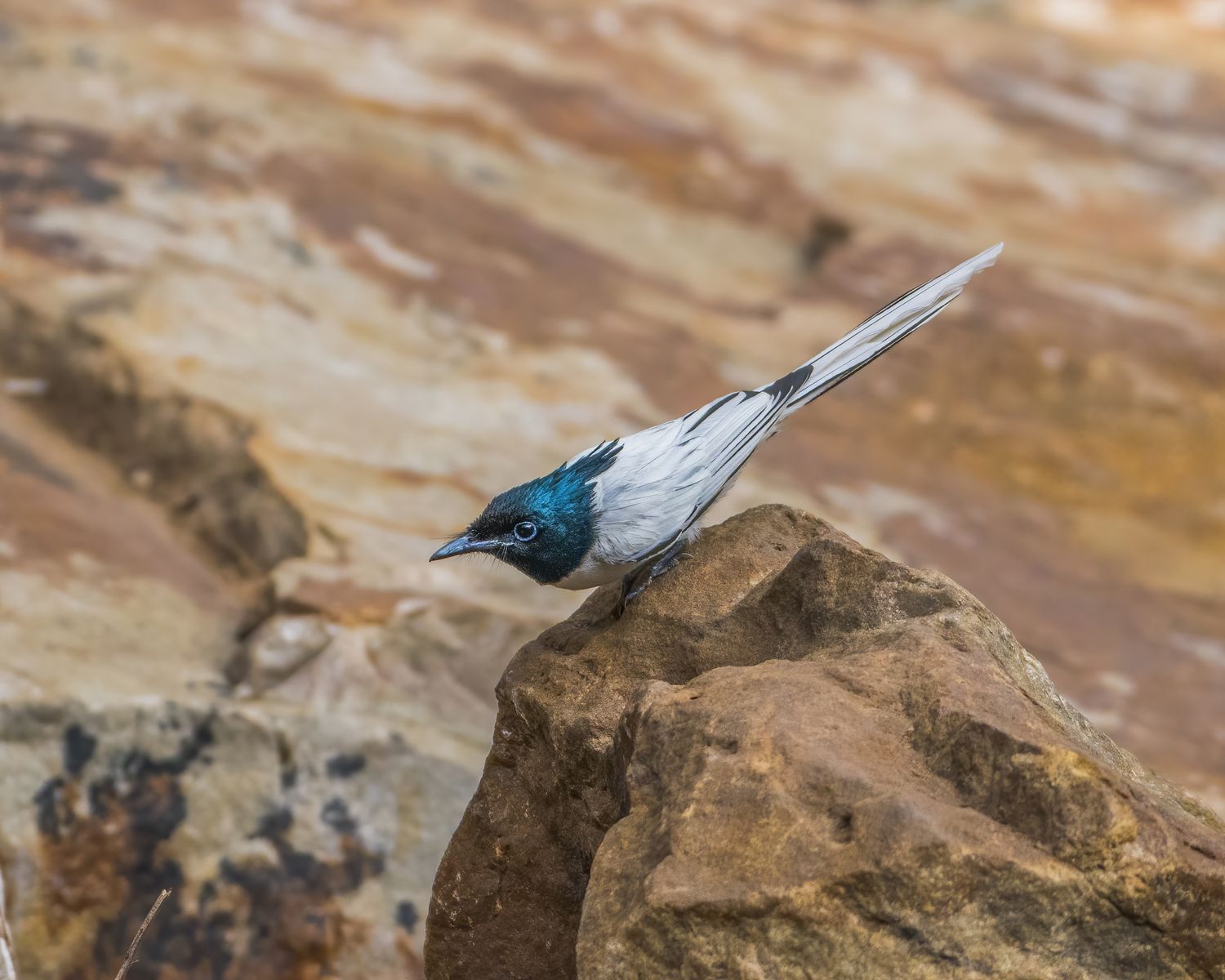 Birds 210