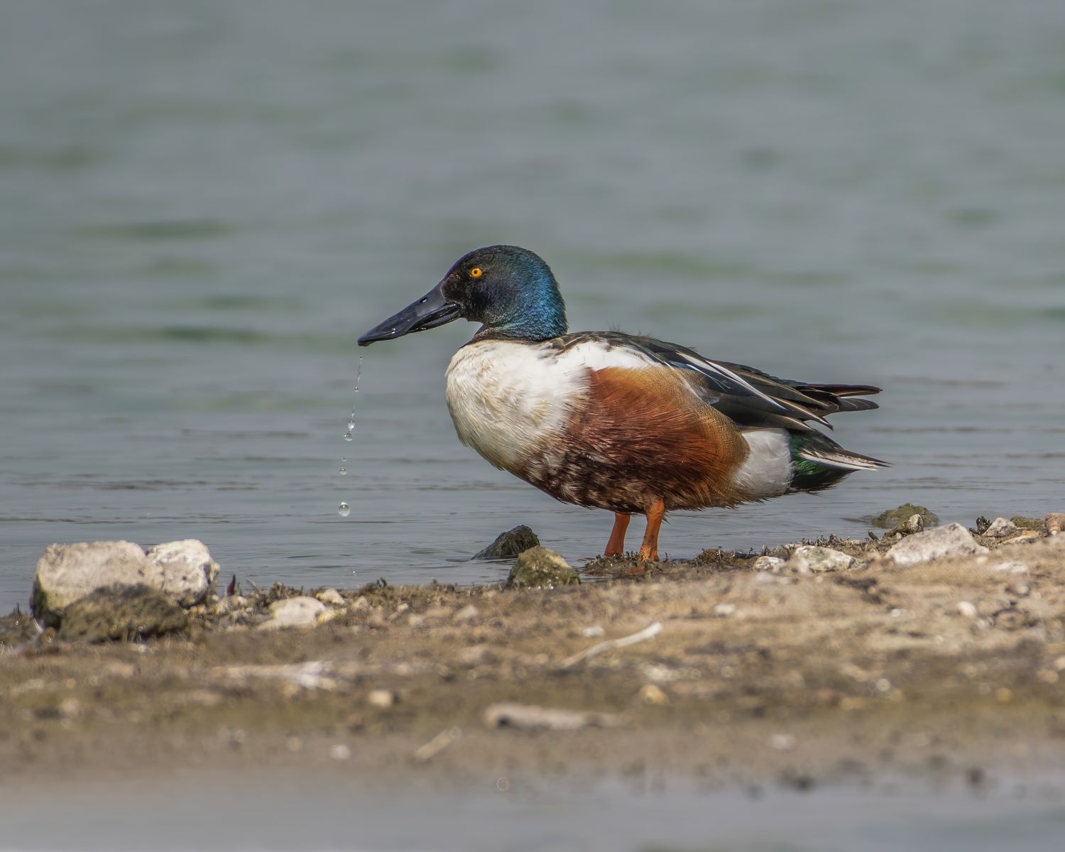 Birds 211