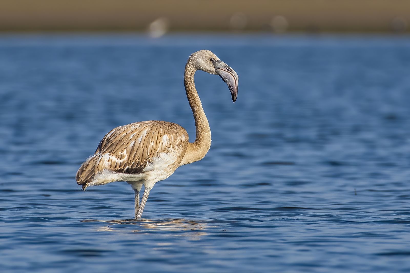 Birds 213