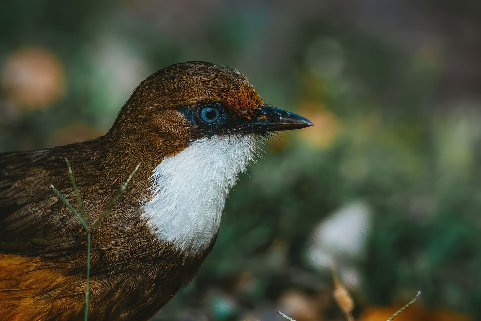 Birds 214