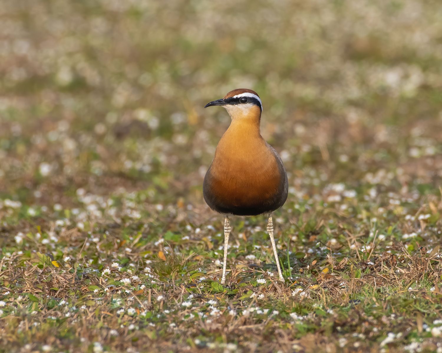 Birds 215