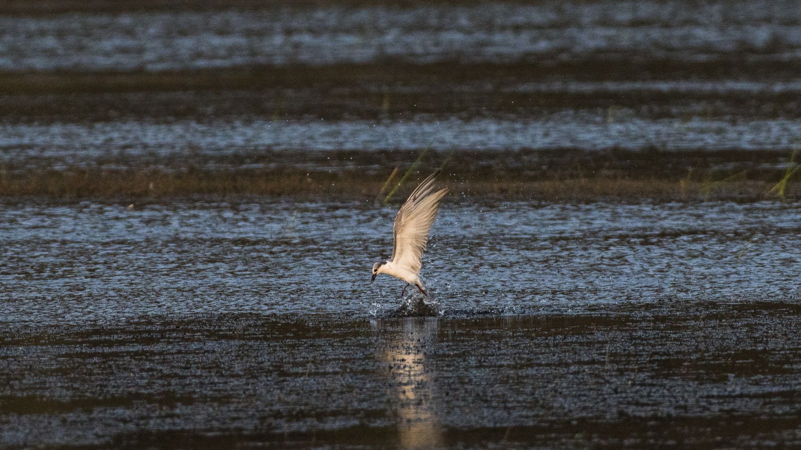 Birds 216