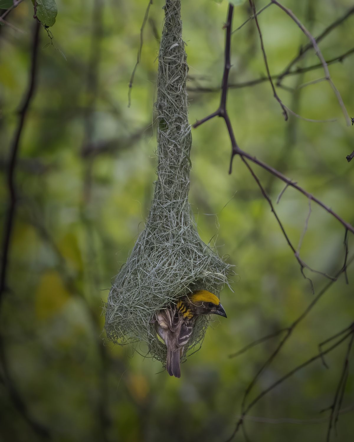 Birds 217