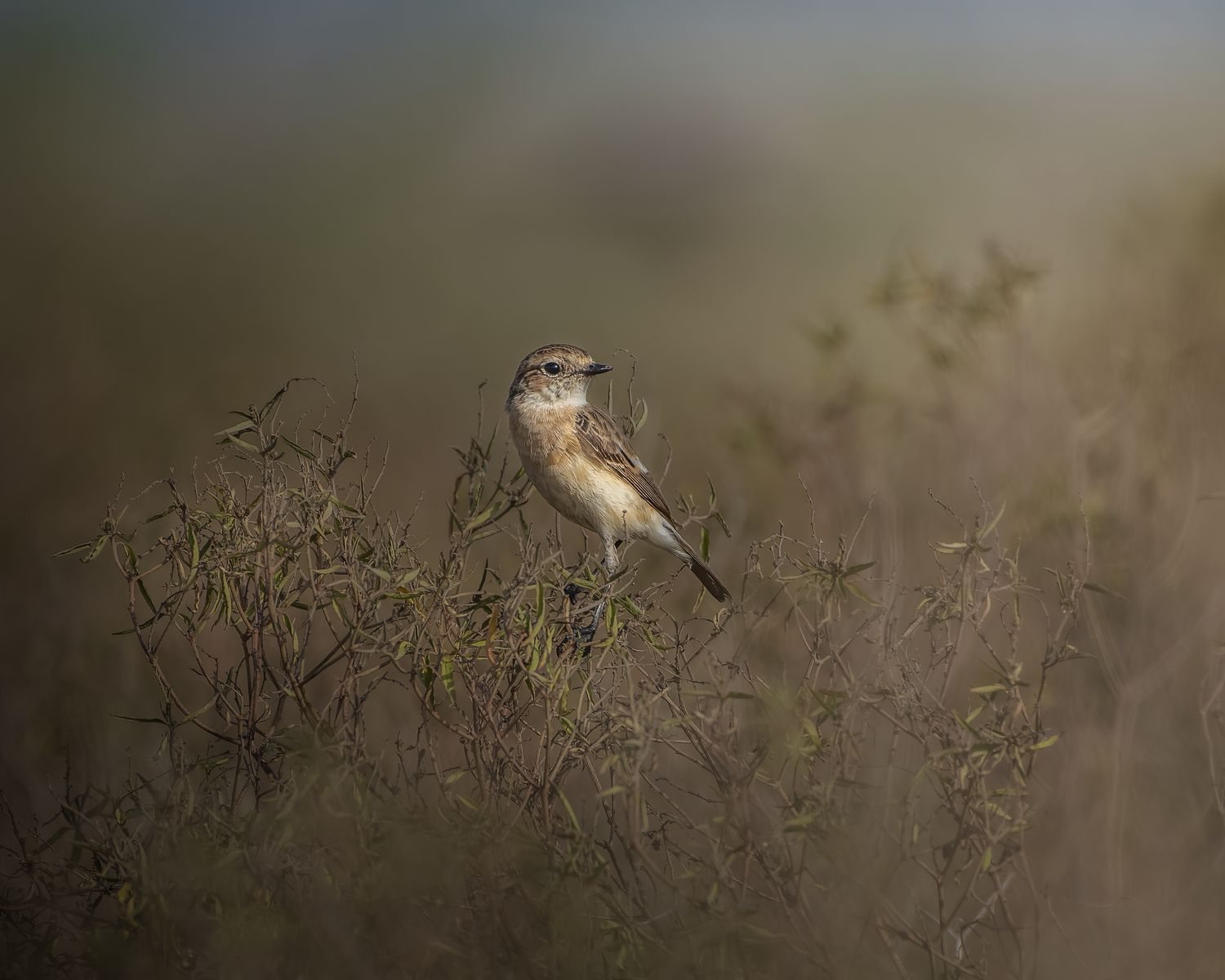 Birds 218