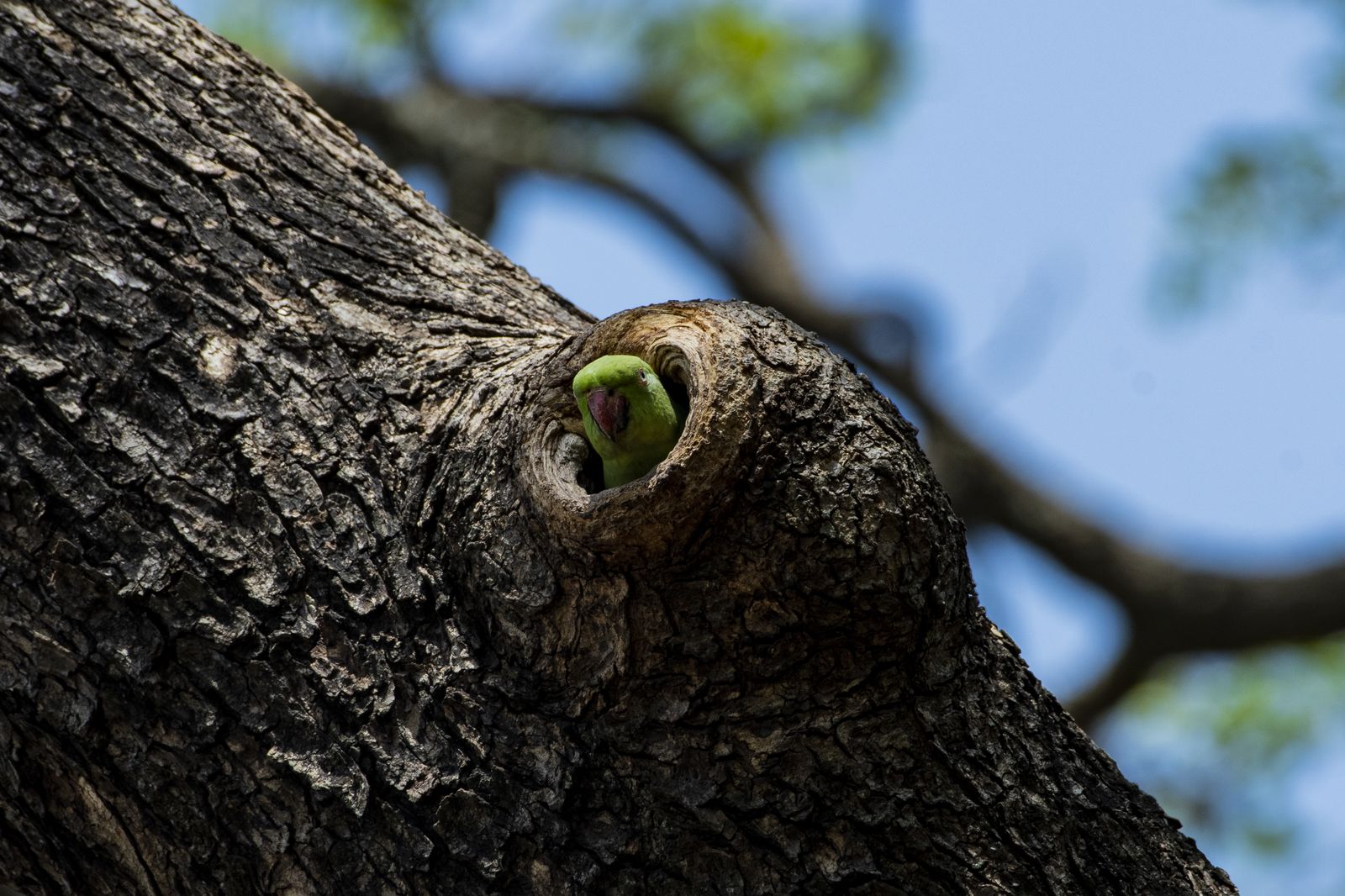 Birds 219