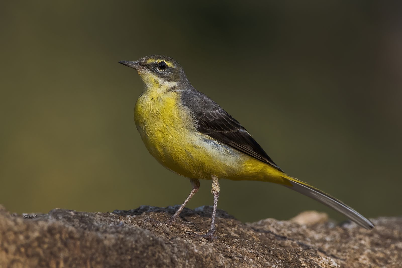 Birds 220