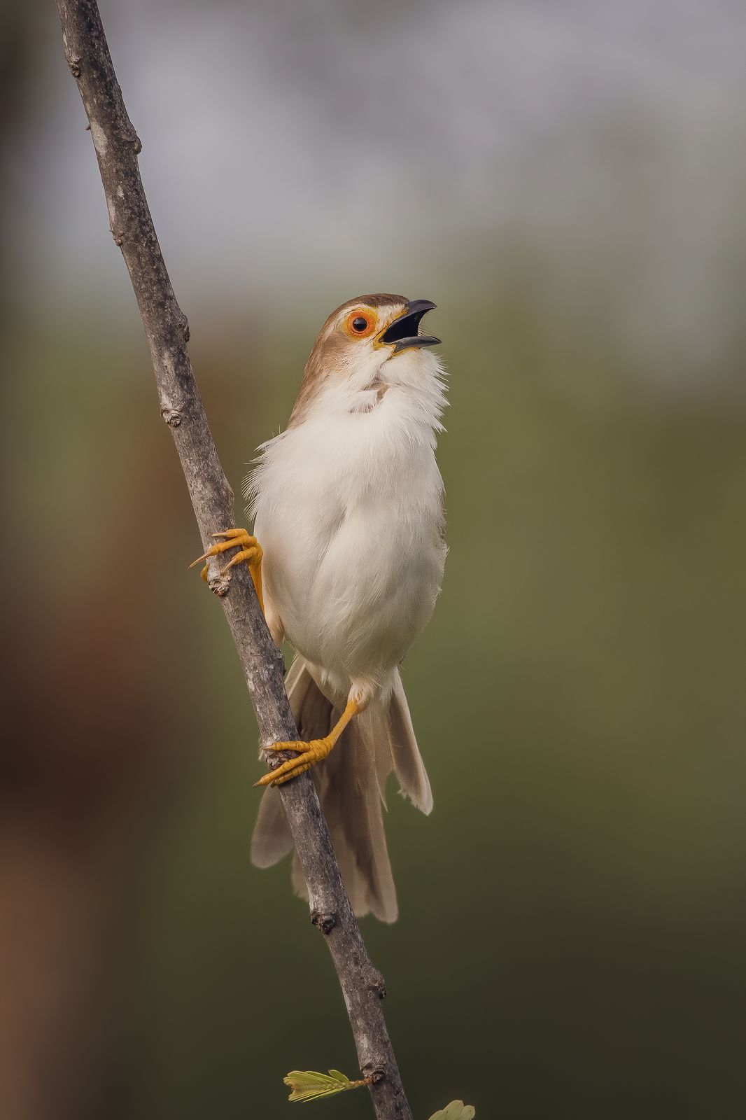 Birds 221