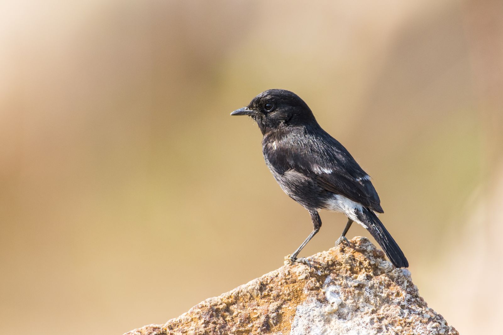 Birds 222