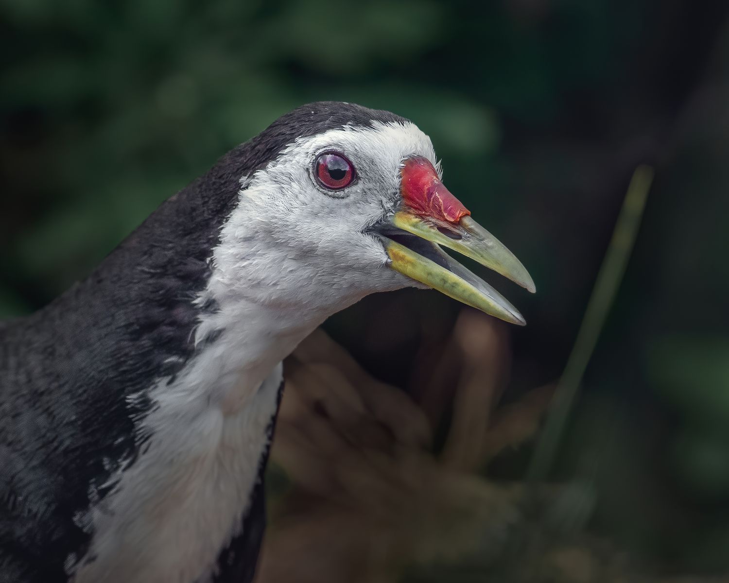 Birds 223