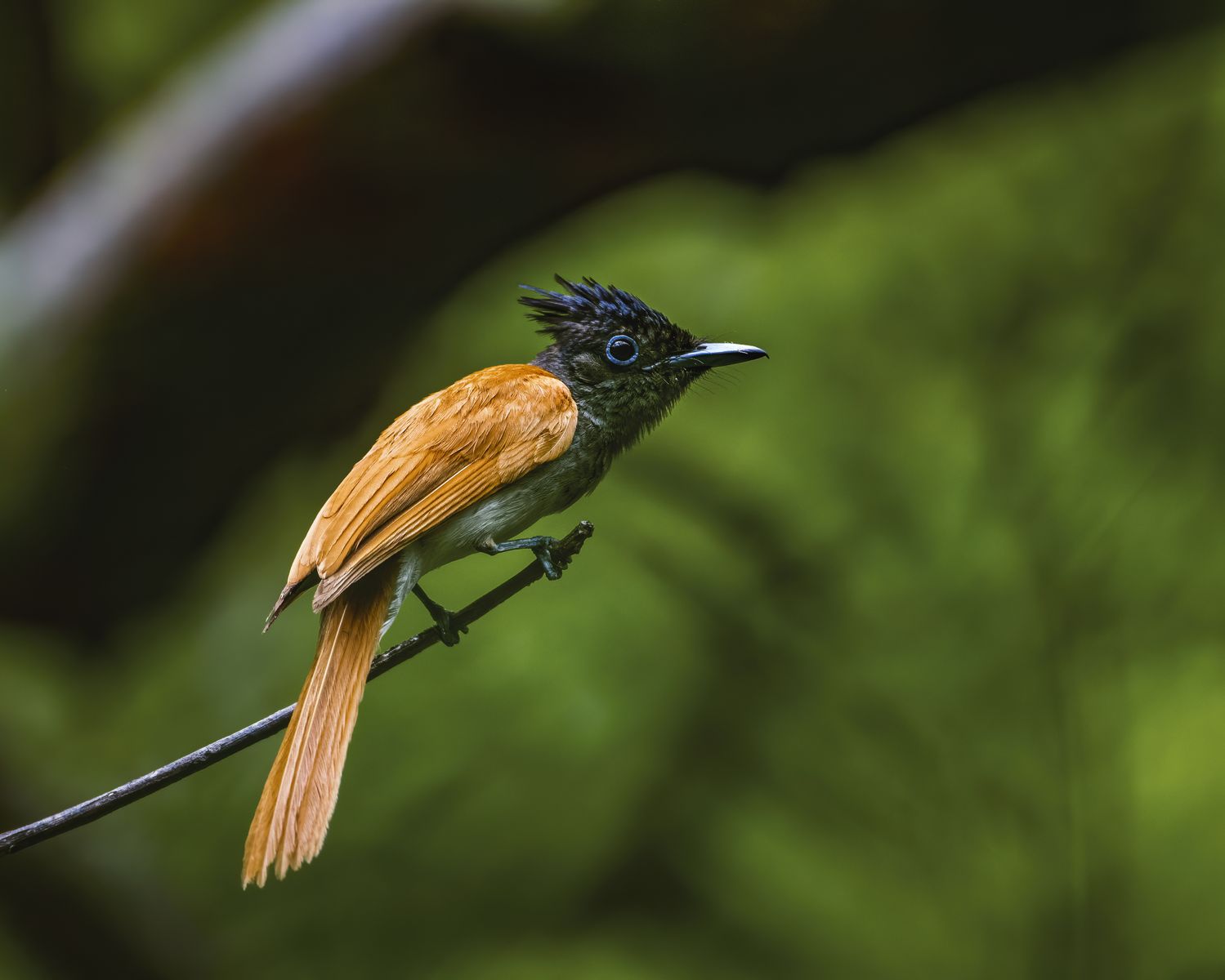 Birds 224