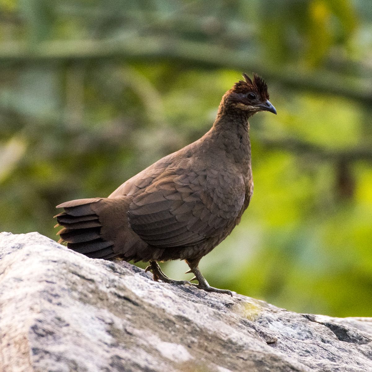 Birds 227