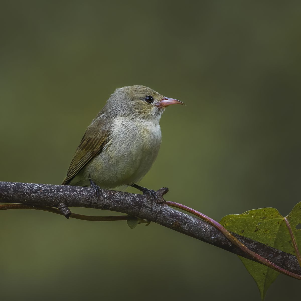 Birds 228
