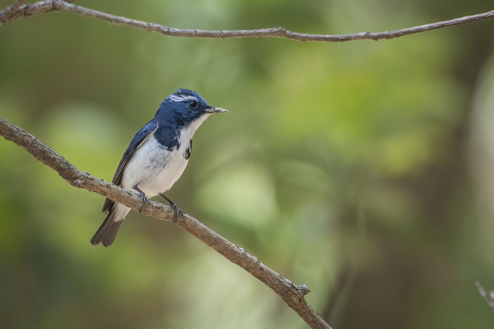 Birds 229