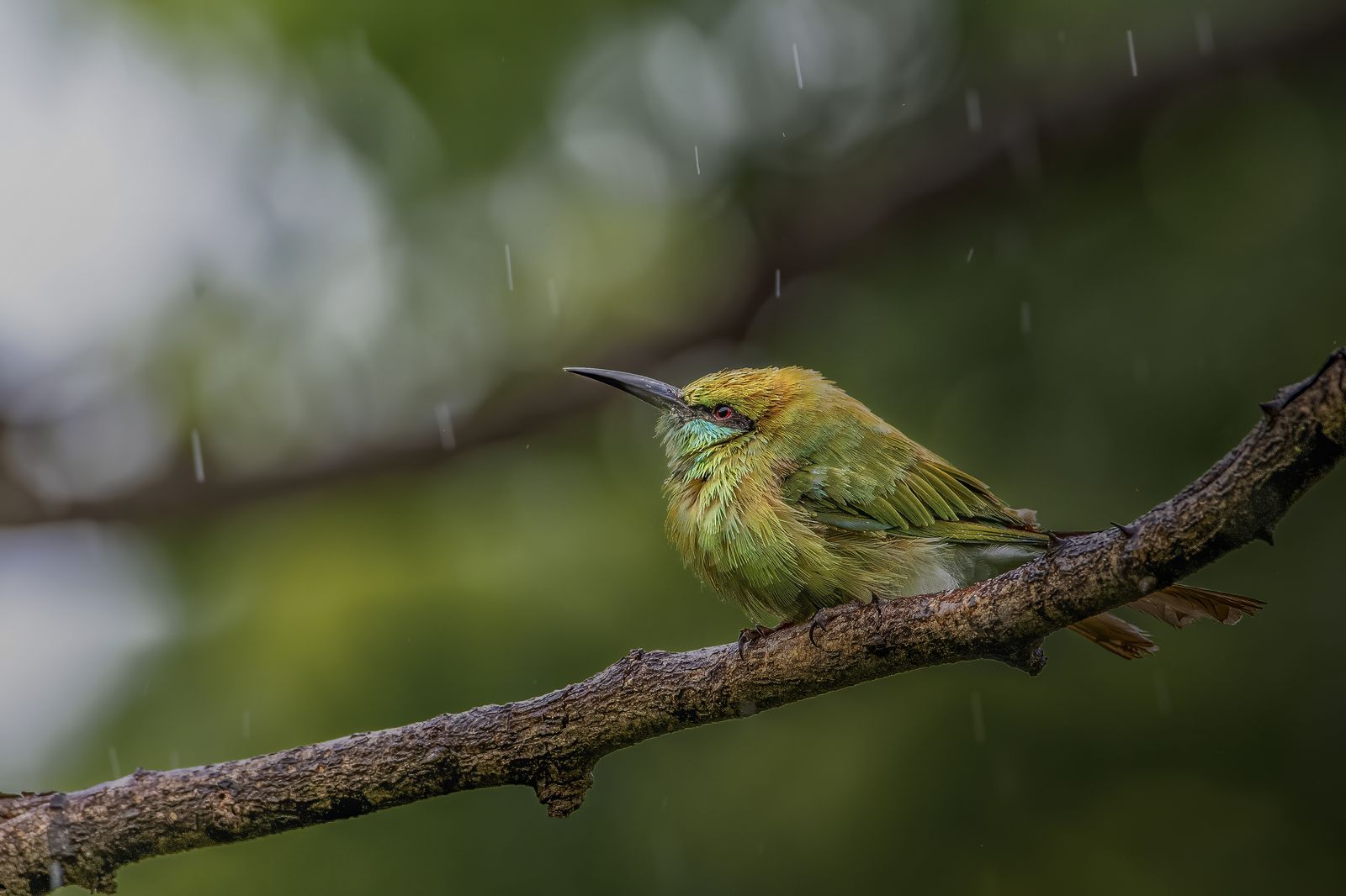 Birds 230