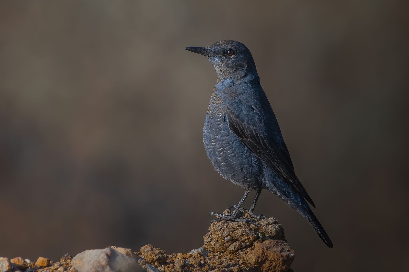 Birds 232