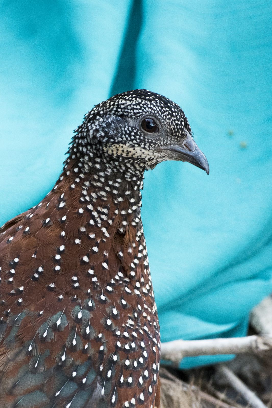 Birds 233