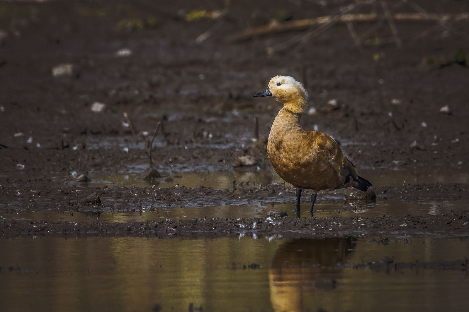 Birds 234