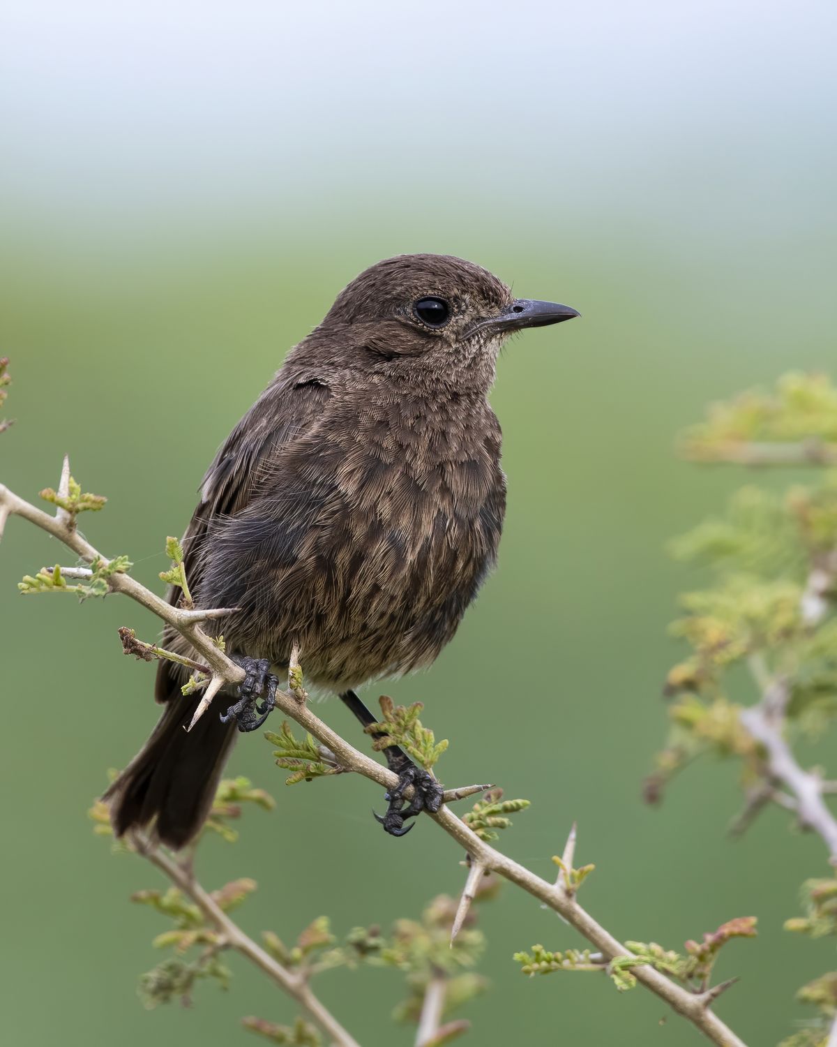 Birds 235