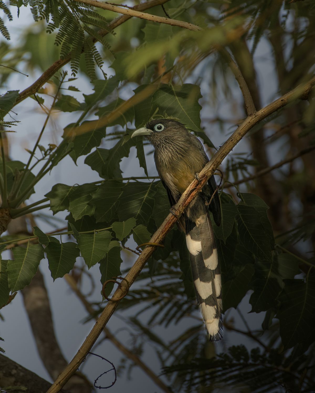 Birds 236