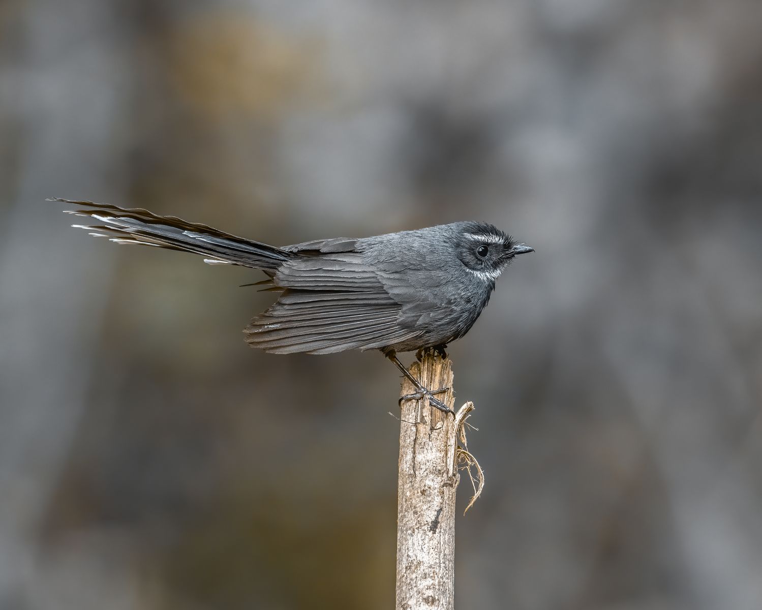 Birds 237