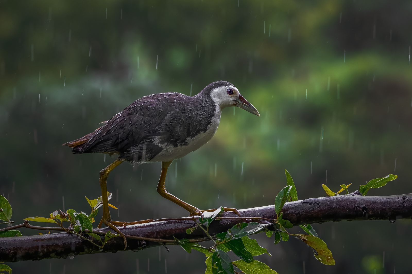 Birds 238