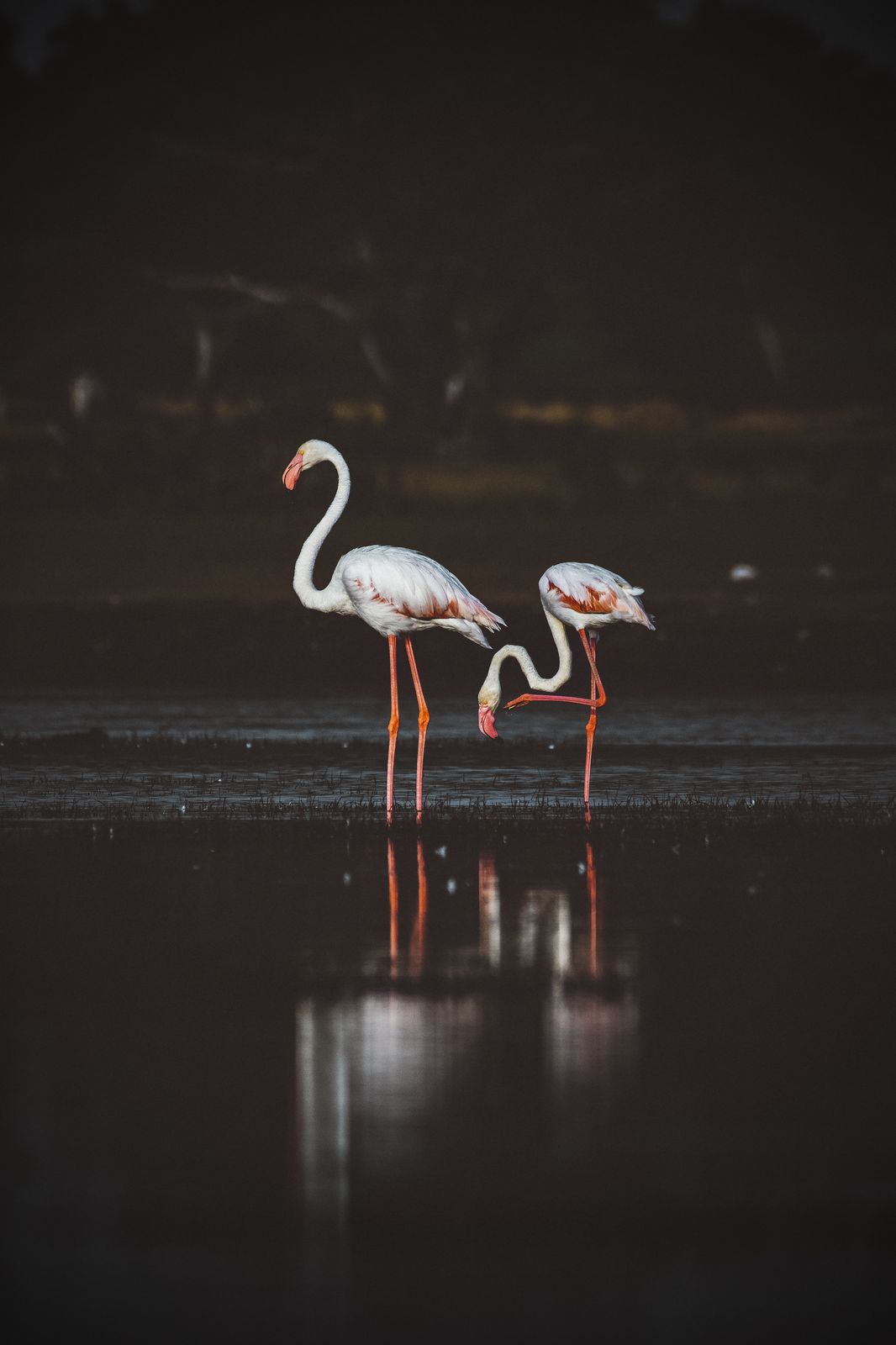 Birds 239
