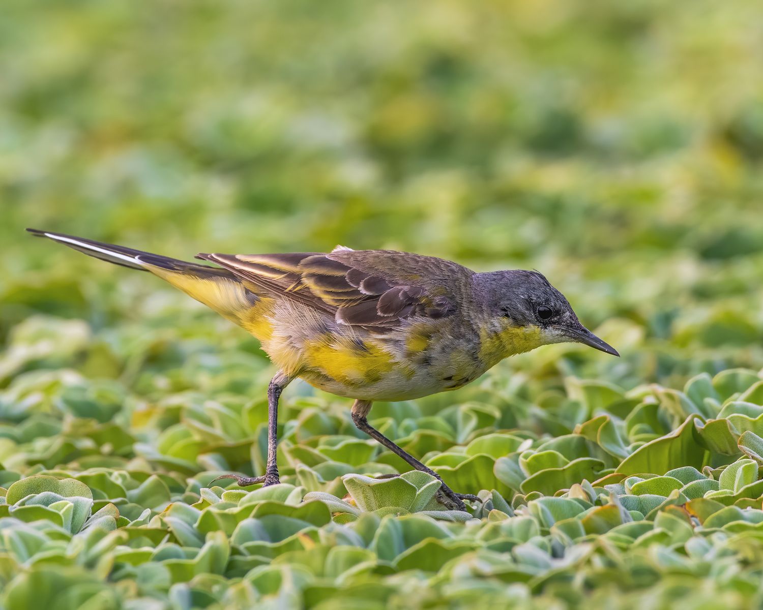 Birds 240