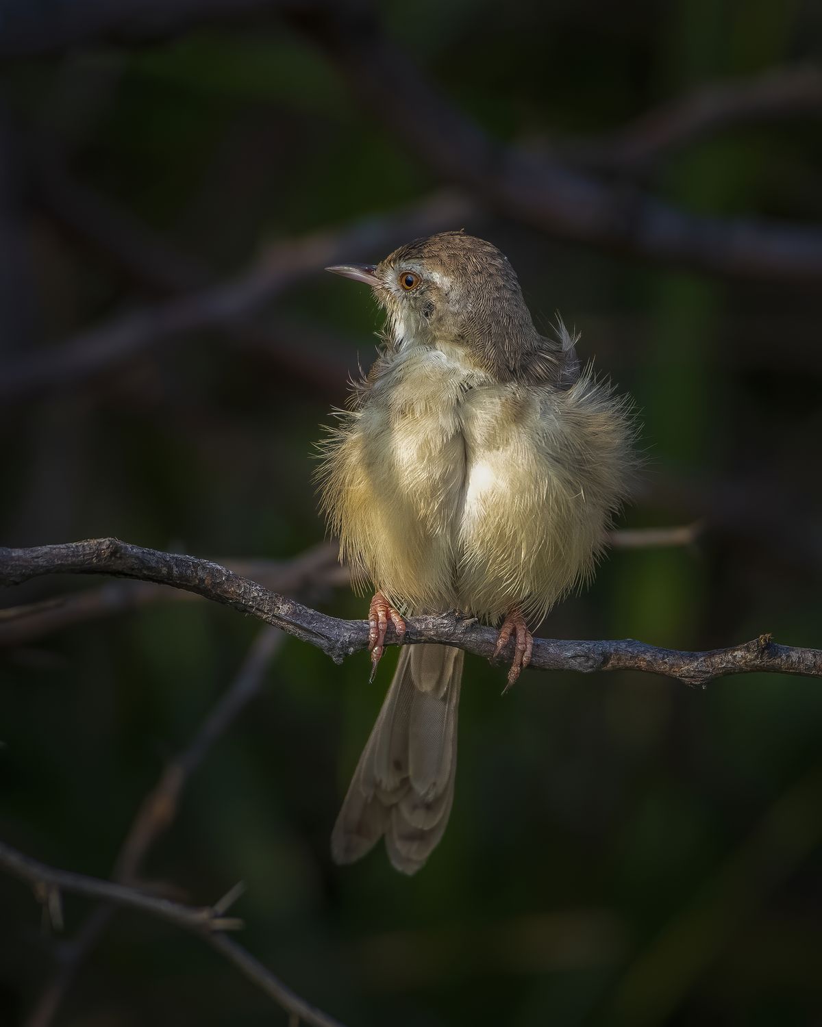 Birds 241