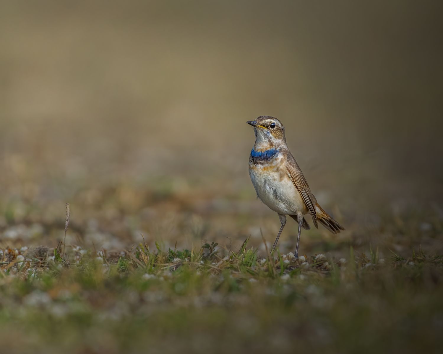 Birds 242