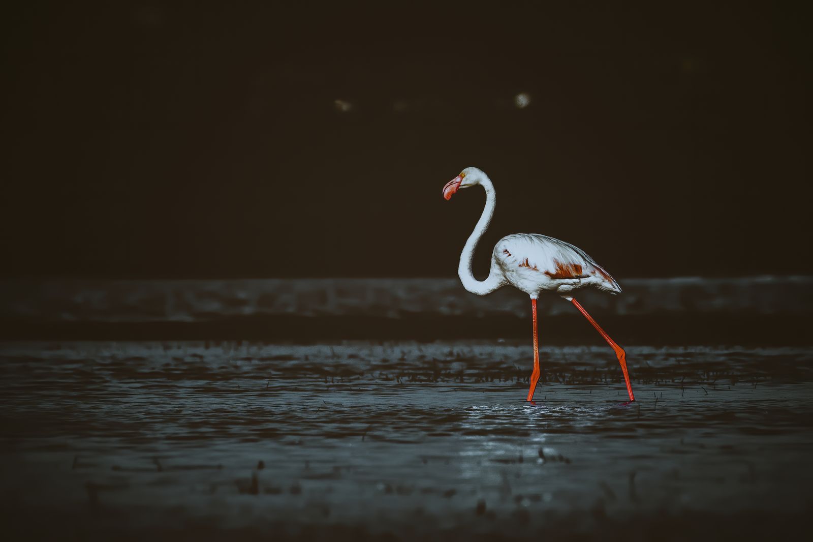 Birds 243