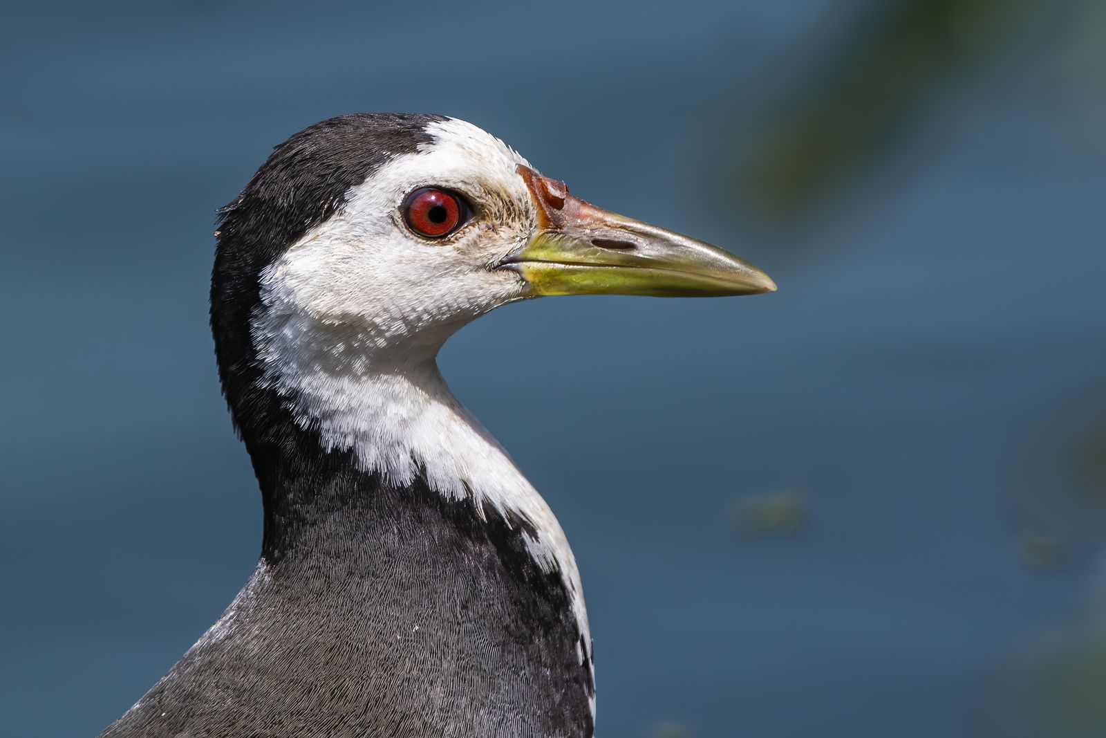 Birds 244