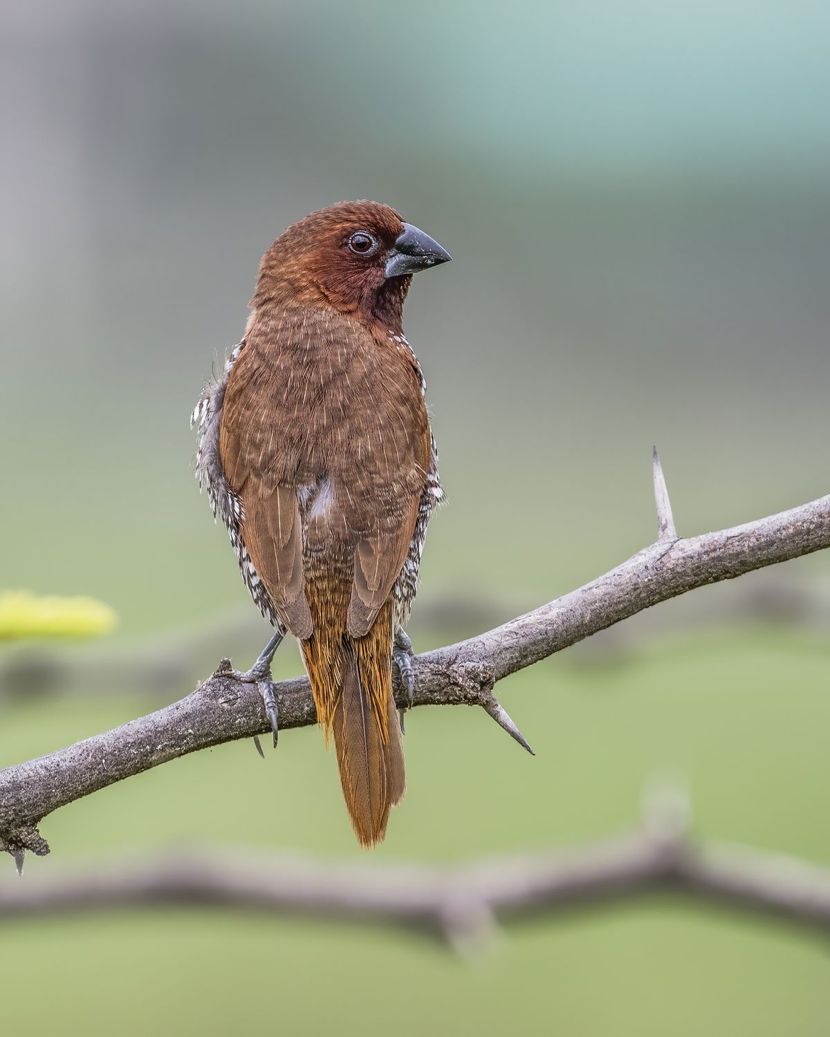 Birds 245