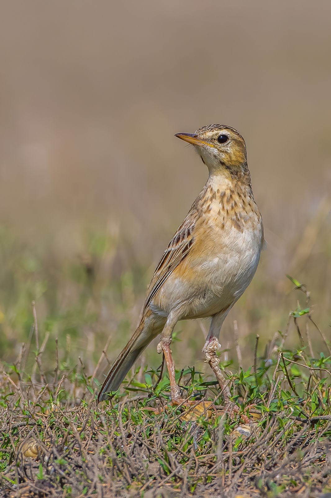Birds 247