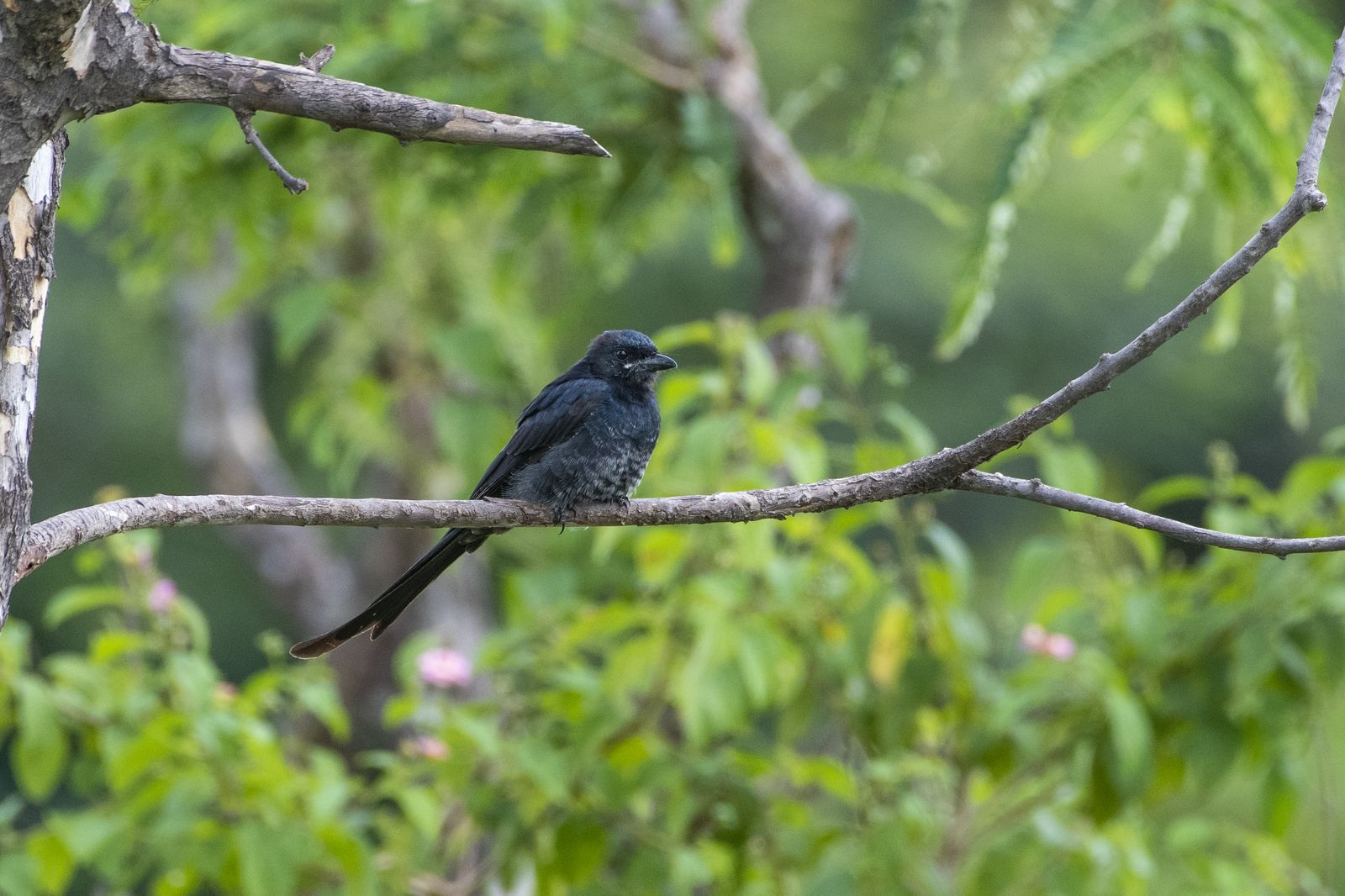 Birds 248