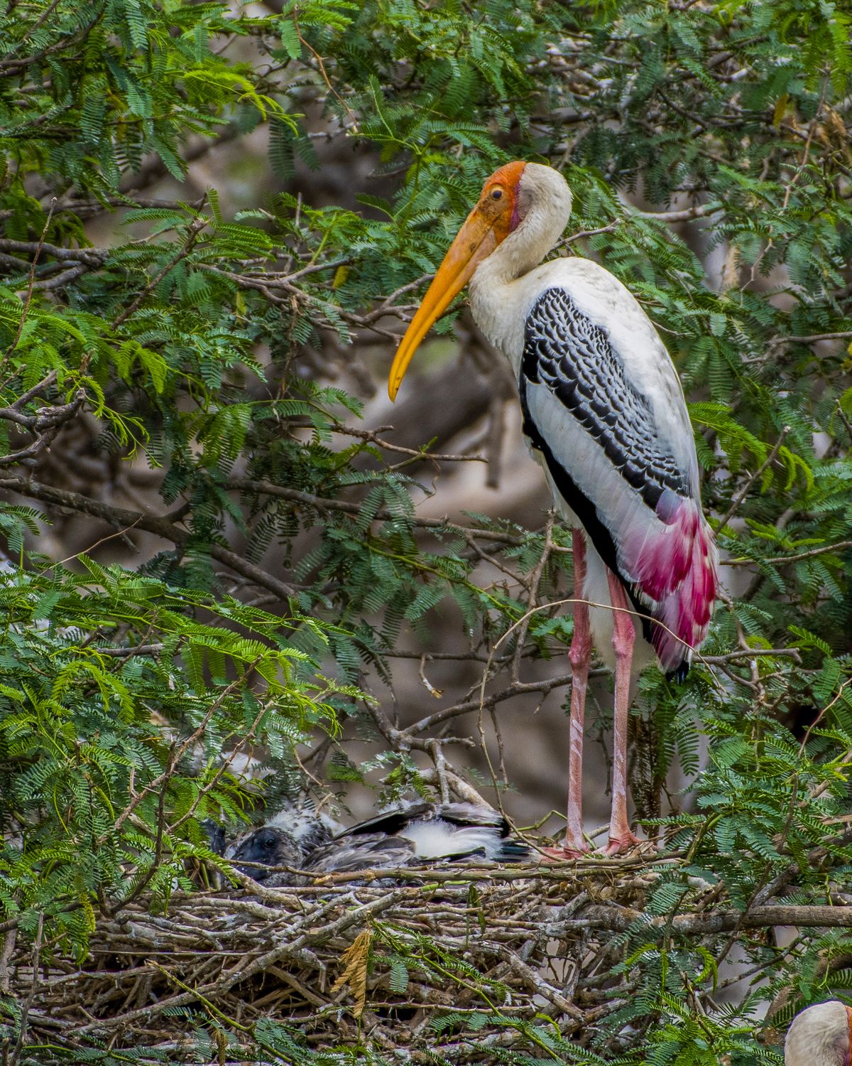 Birds 249