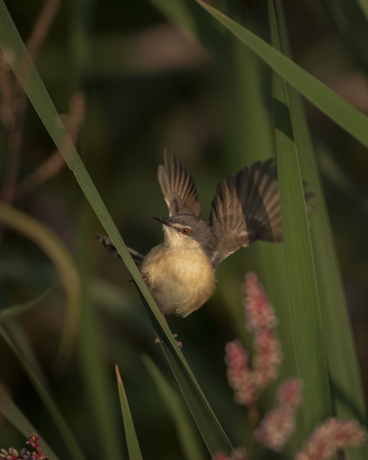 Birds 251
