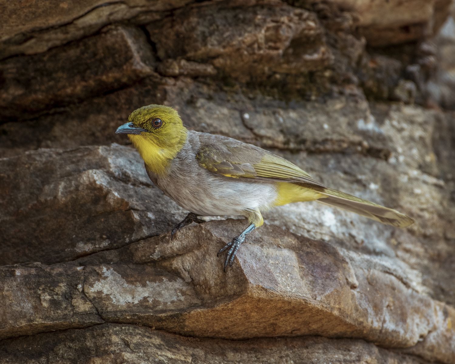 Birds 252