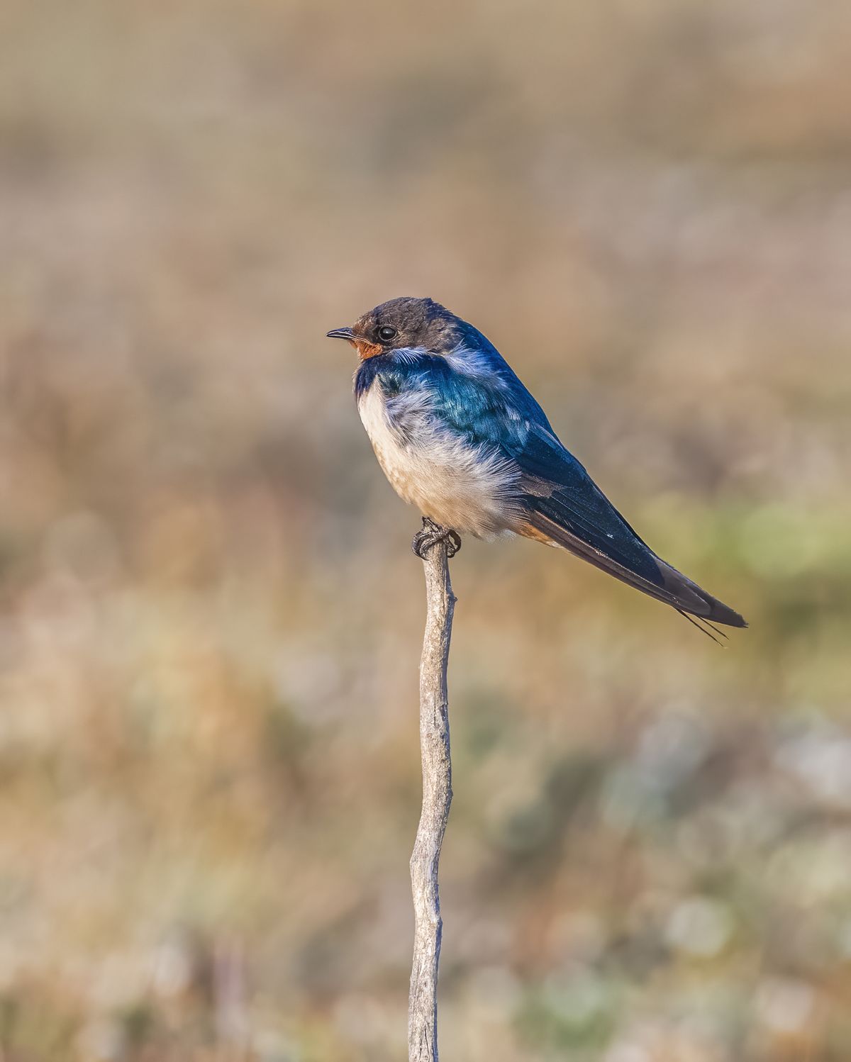 Birds 253