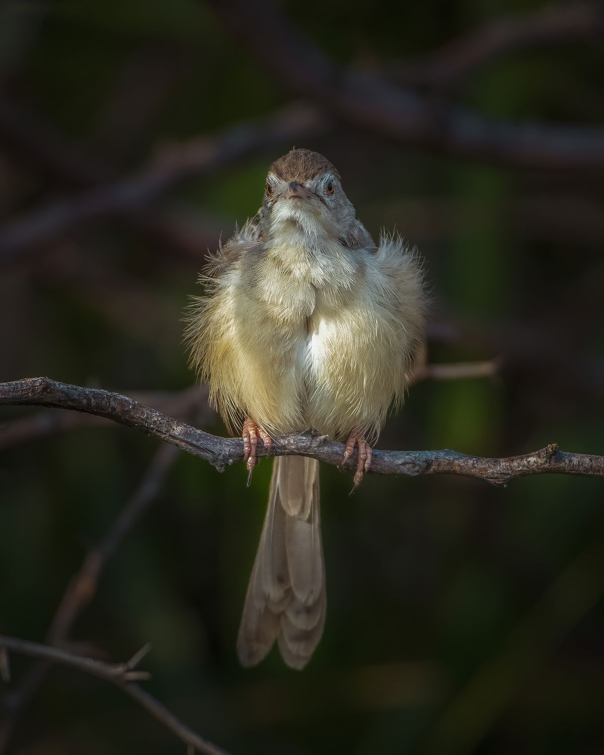 Birds 254