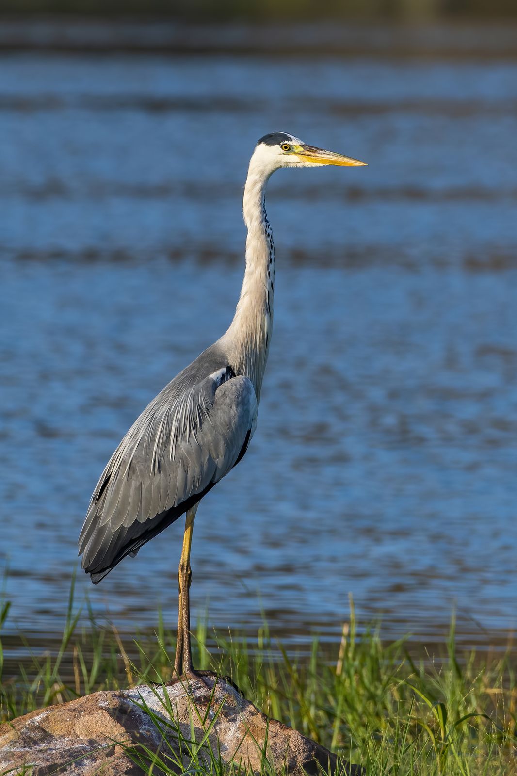 Birds 256