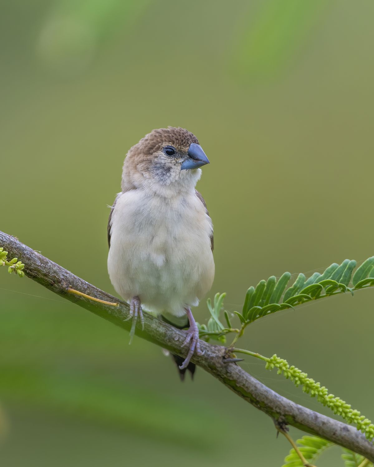 Birds 257